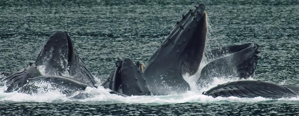 Quick setup for Spring Cloud Data Flow with Docker Compose